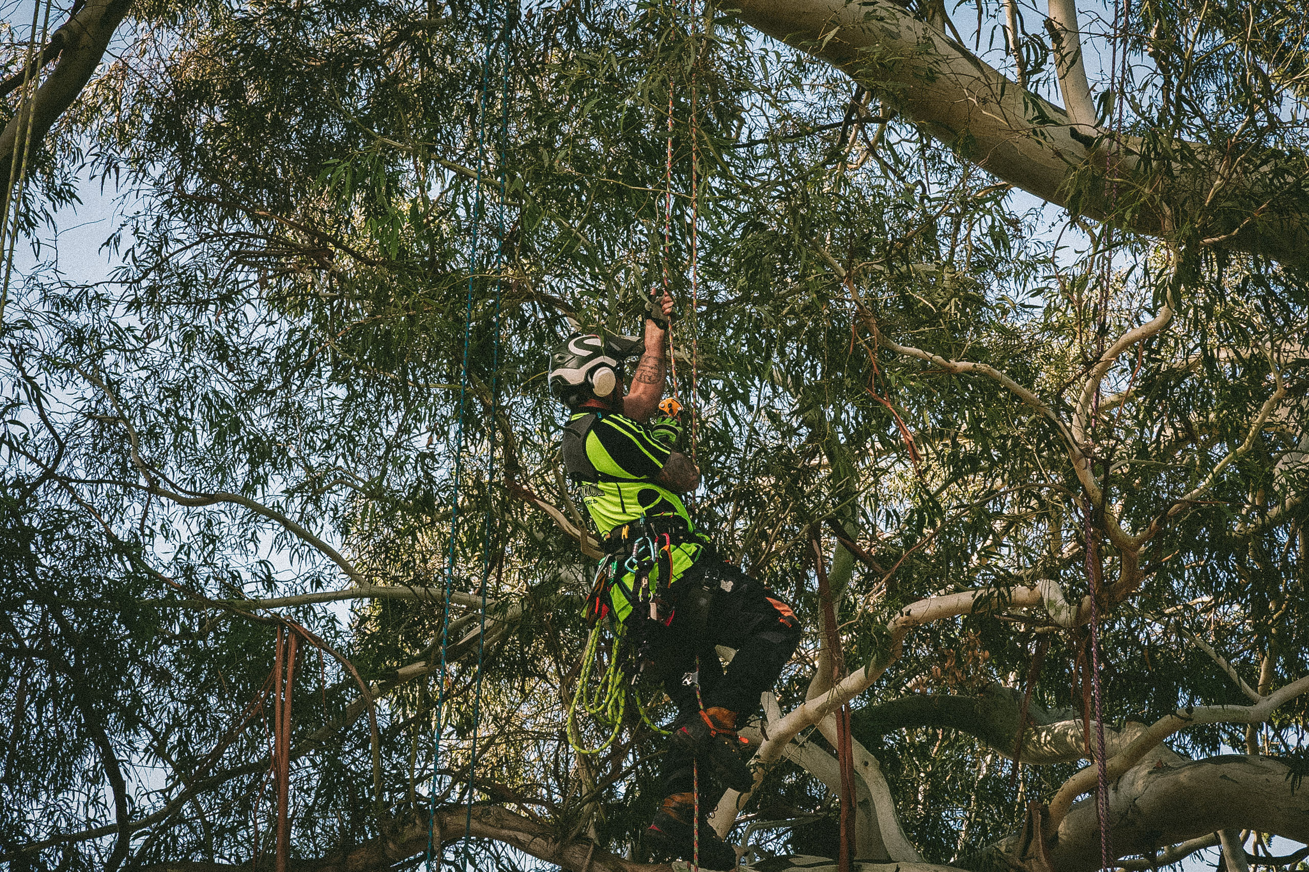 Precision Trees arborist carrying out canopy thinning on a mature tree.