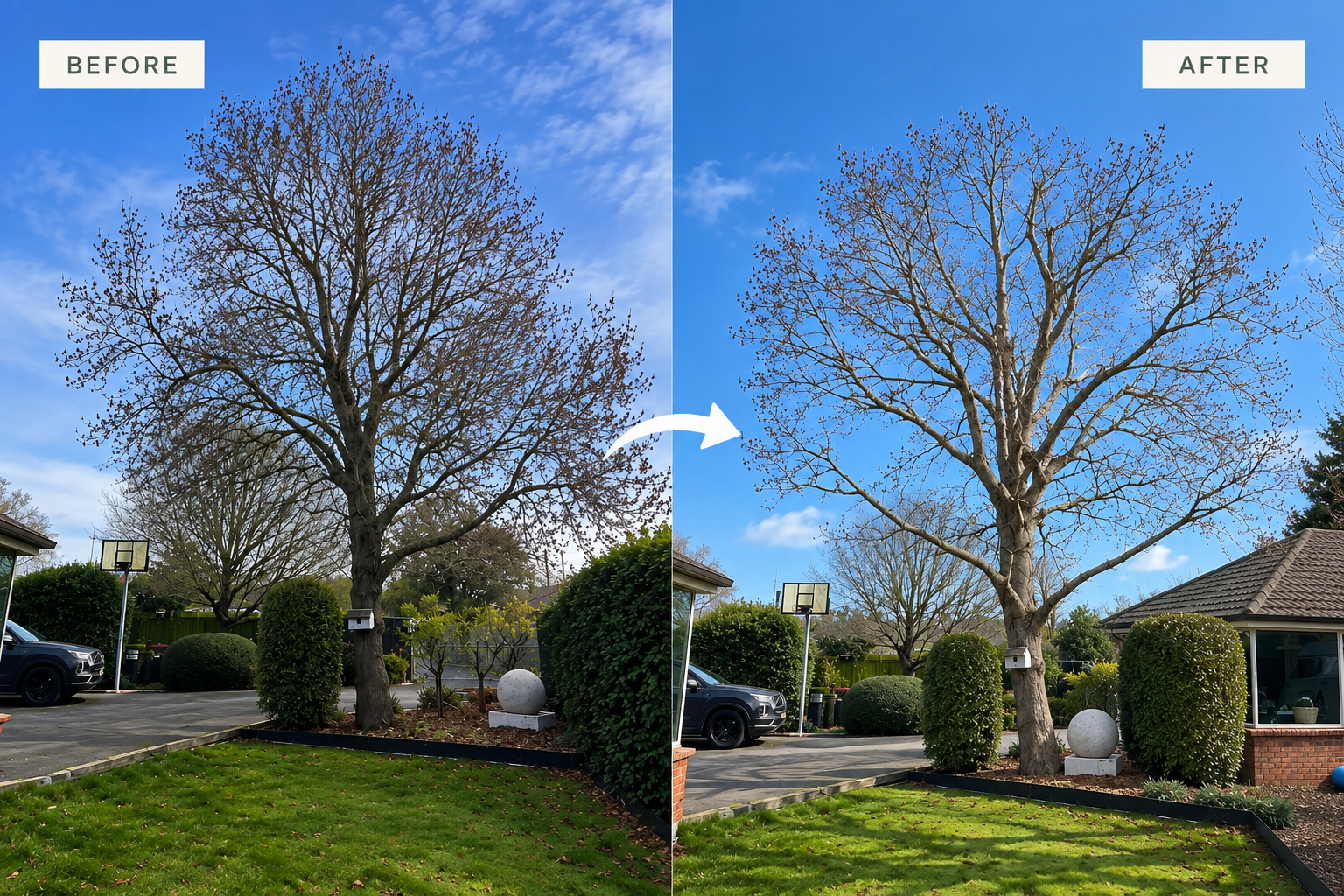 Before and after tree shaping showing professional pruning to improve the tree’s structure and appearance.
