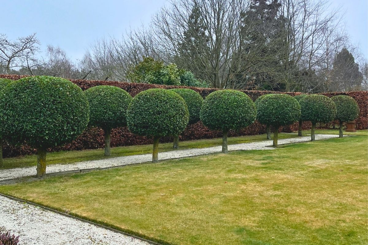 Professional topiary trimming to shape and maintain ornamental trees.