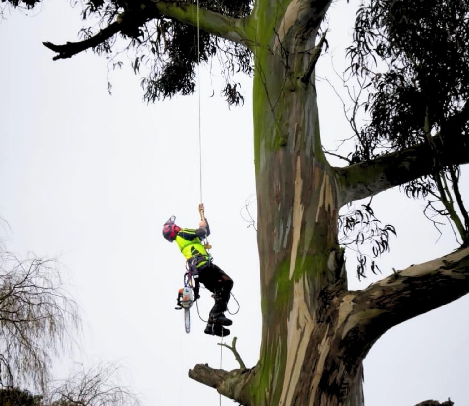 Qualified arborist climbing a large tree during a professional tree removal.