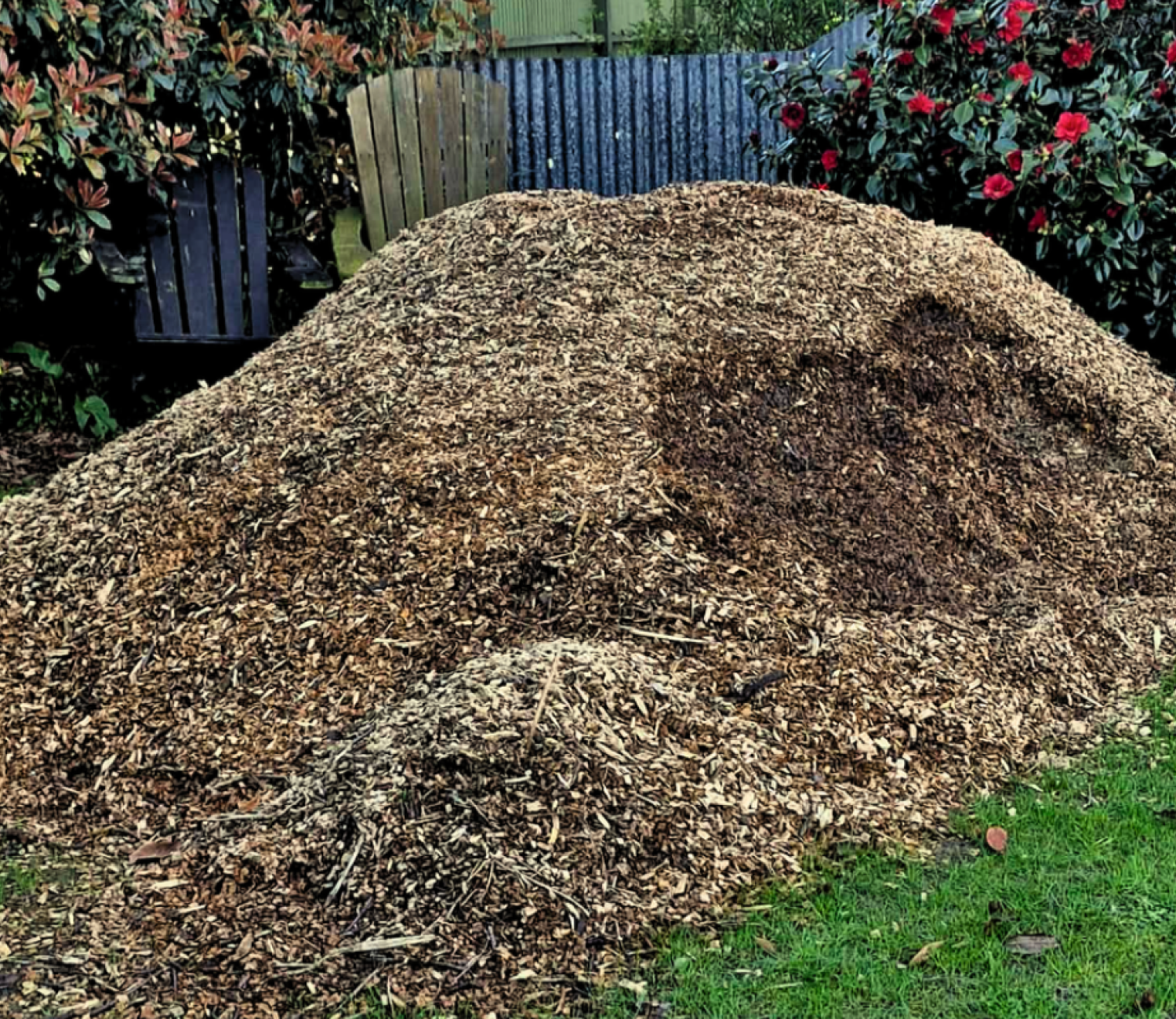 Freshly chipped tree mulch made from branches and green waste.