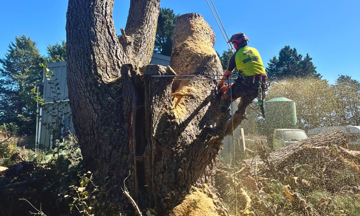 Precision Trees arborist safely cutting down a large tree during removal work.
