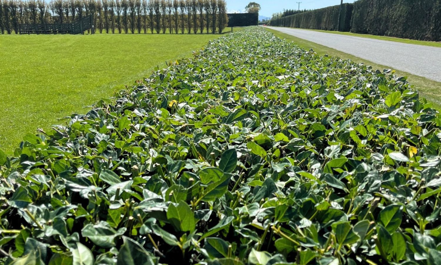 Professionally trimmed roadside hedge on a rural property.