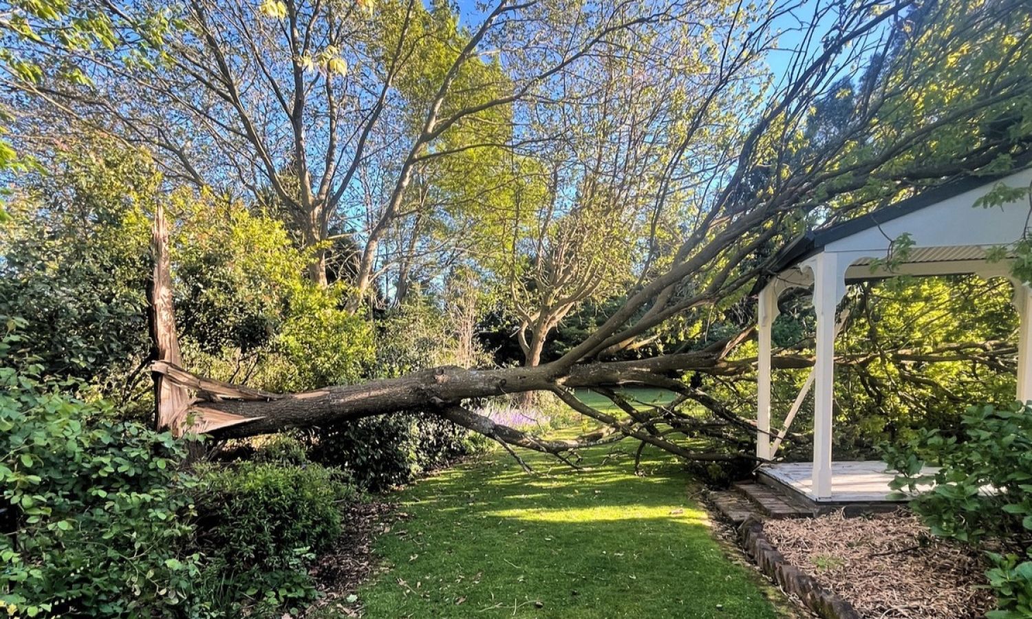 Storm-damaged tree with a large broken branch requiring emergency tree work.